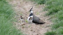 Brutzeit der Vögel beginnt 